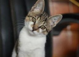 娱乐吃瓜小猫咪视频,揭秘小猫咪的娱乐世界