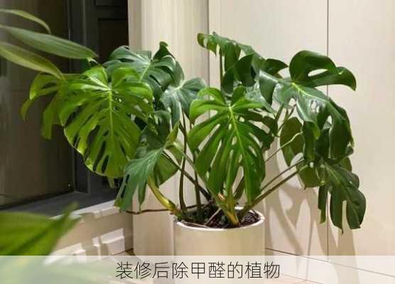 装修后除甲醛的植物-第2张图片-装修知识网